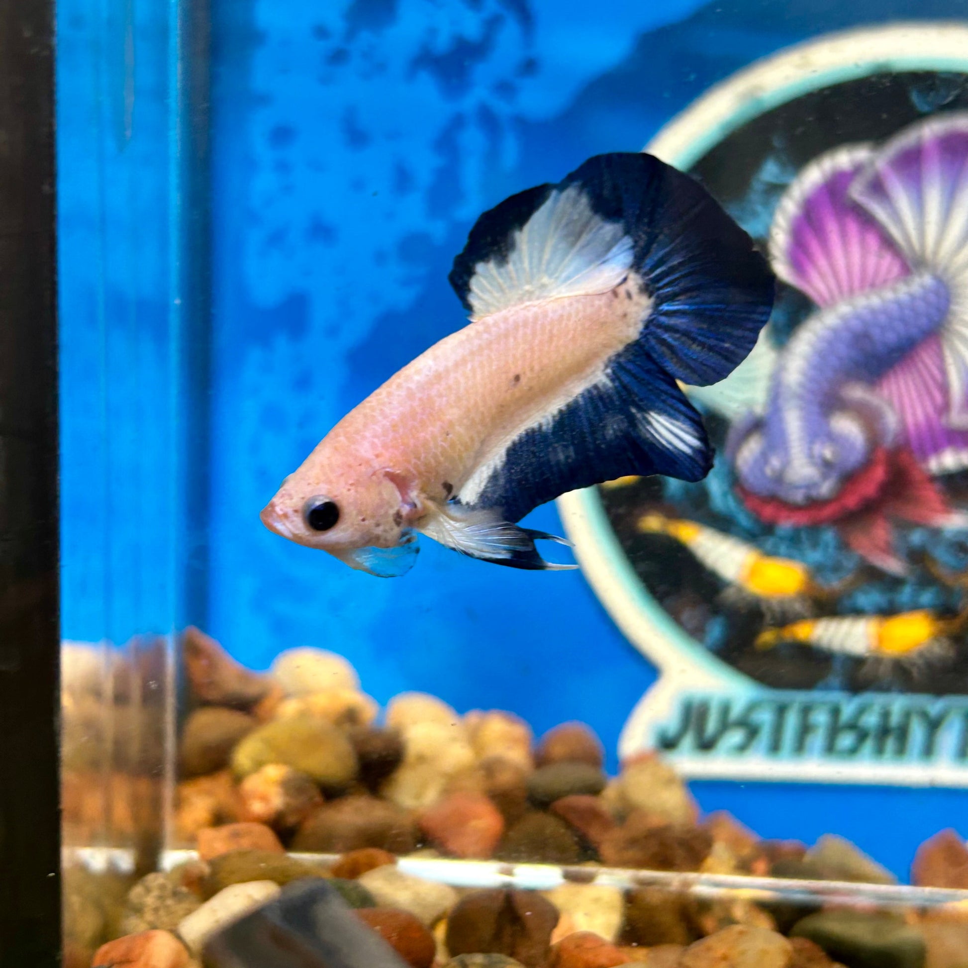 Blue Rim Plakat - Male betta 117