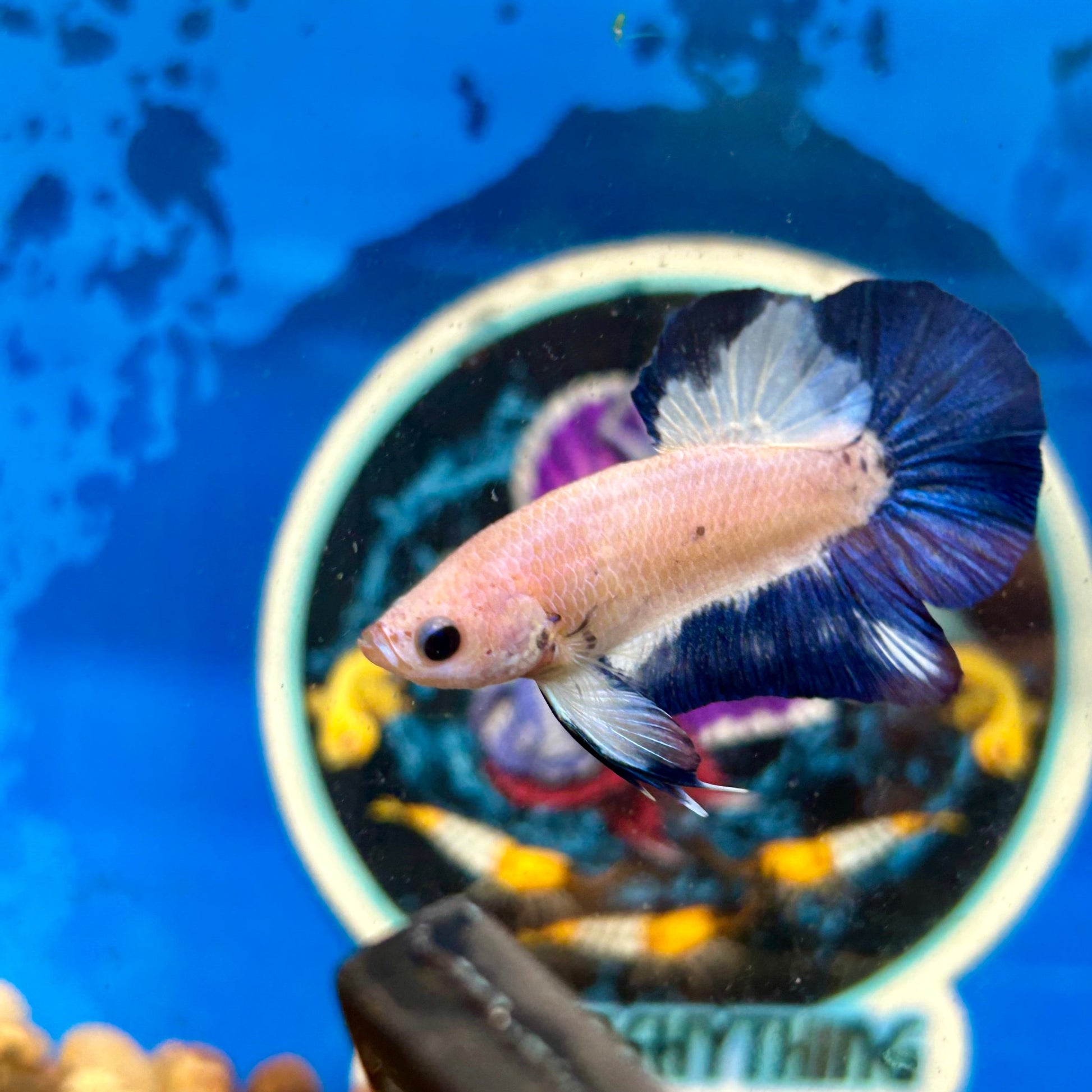 Blue Rim Plakat - Male betta 117