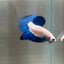 Blue Rim Plakat - Male Betta 142