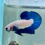Blue Rim Plakat - Male Betta 142