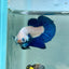 Blue Rim Plakat - Male Betta 142
