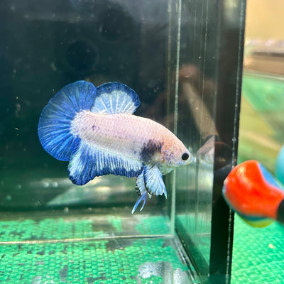 Blue Rim Plakat - Male betta 28