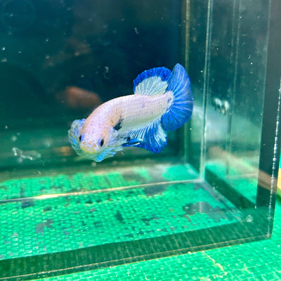 Blue Rim Plakat - Male betta 28