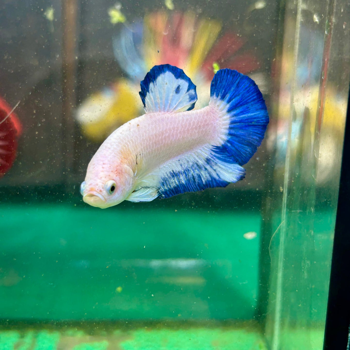 Blue Rim Plakat - Male betta 36