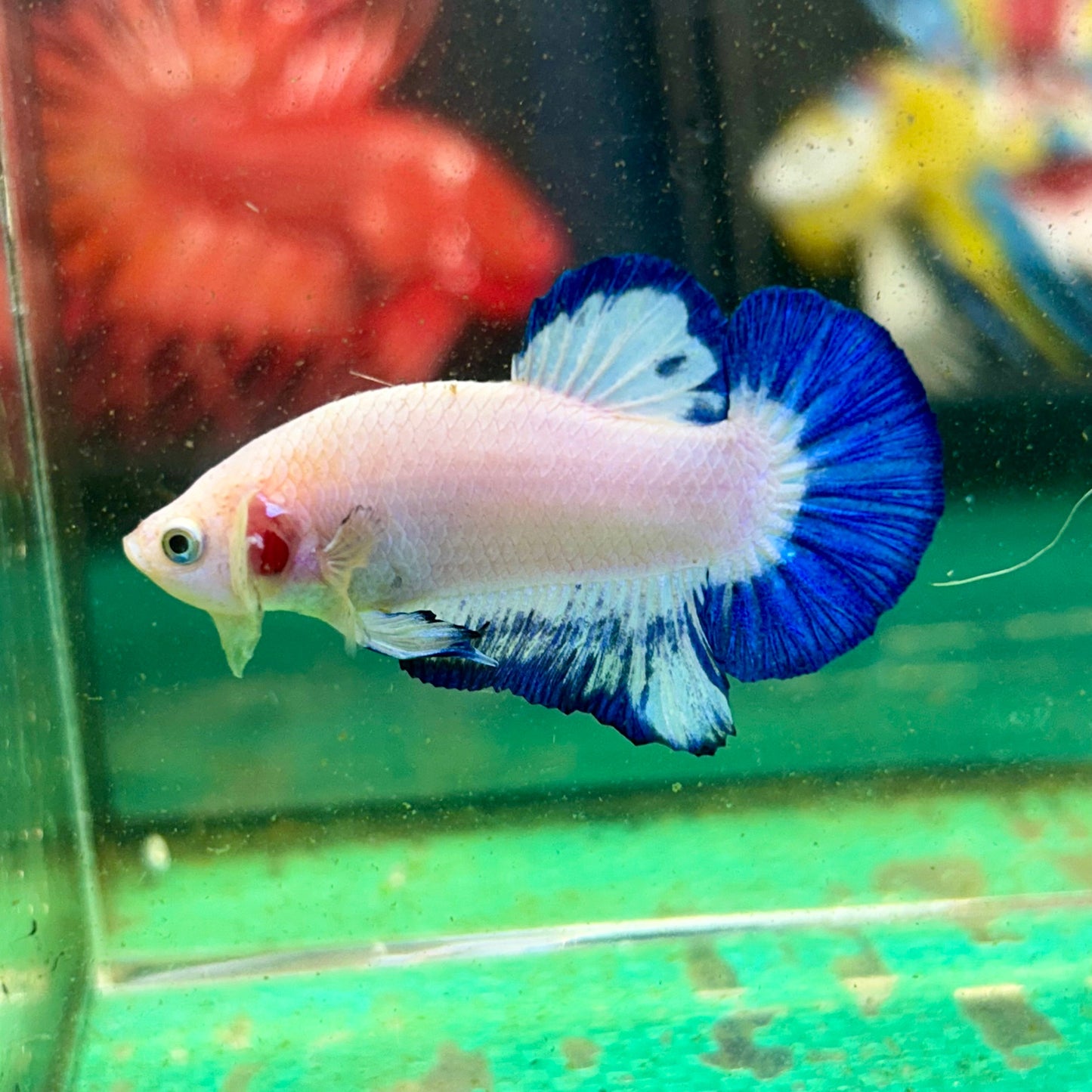 Blue Rim Plakat - Male betta 36