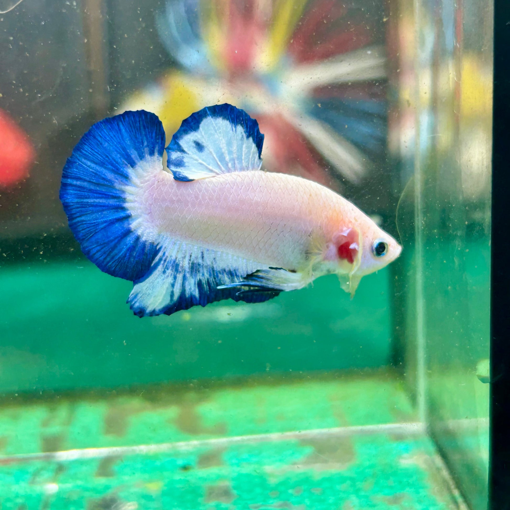 Blue Rim Plakat - Male betta 36