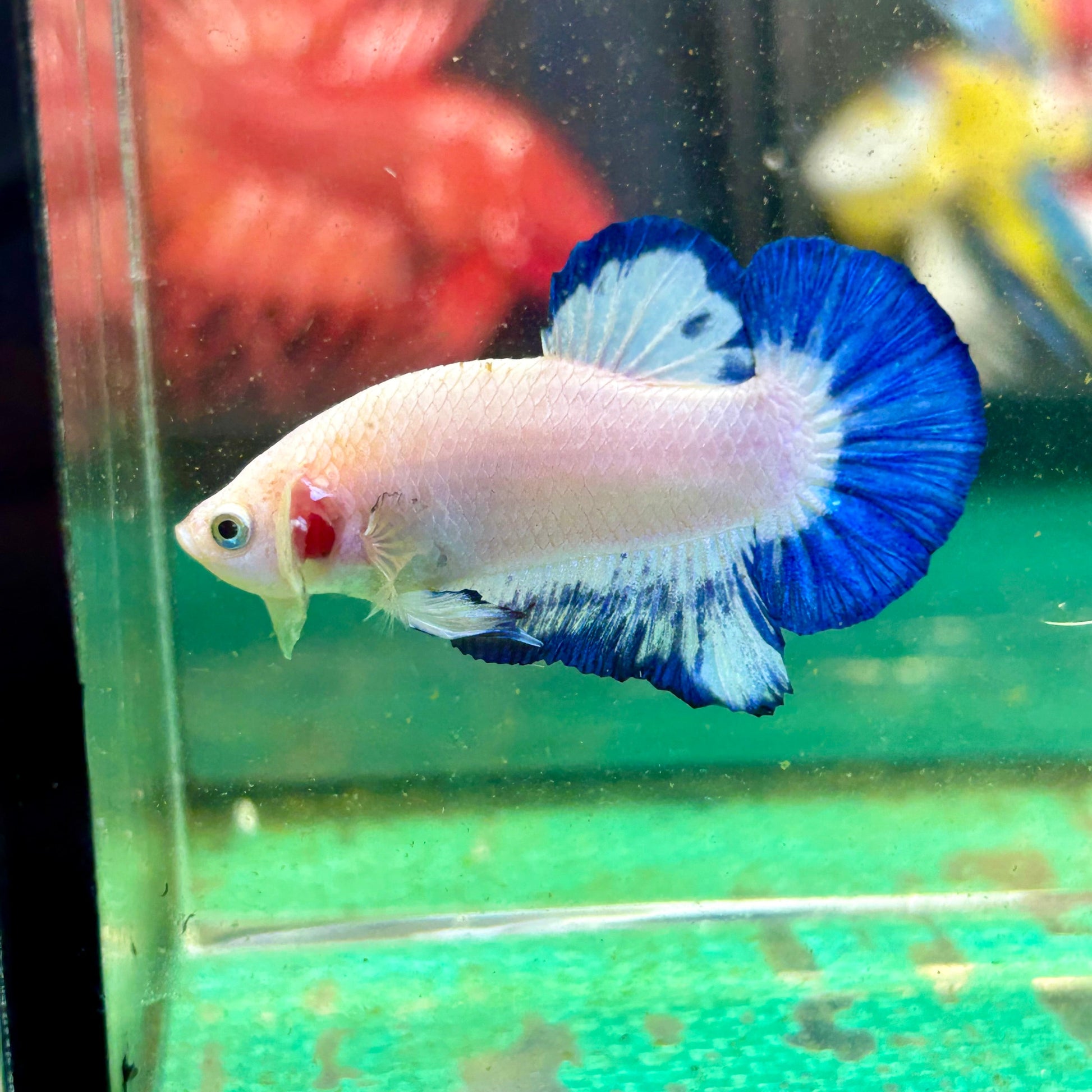 Blue Rim Plakat - Male betta 36