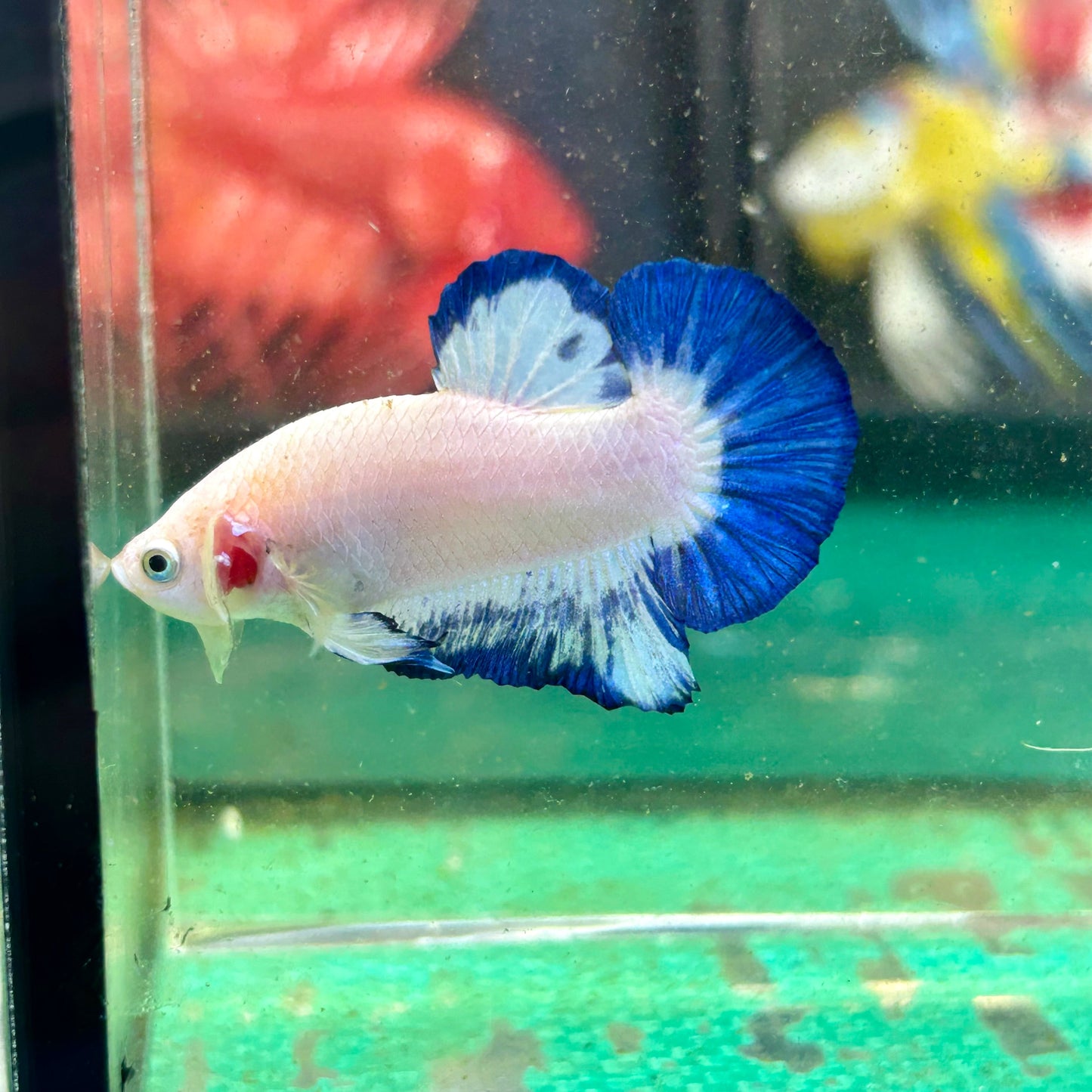 Blue Rim Plakat - Male betta 36