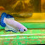 Blue Rim Plakat - Male betta 67