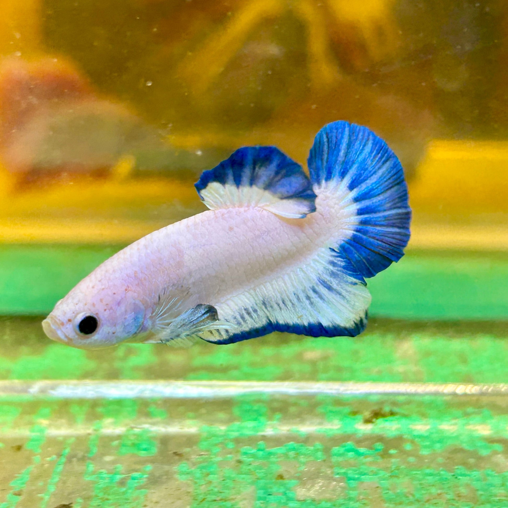 Blue Rim Plakat - Male betta 67