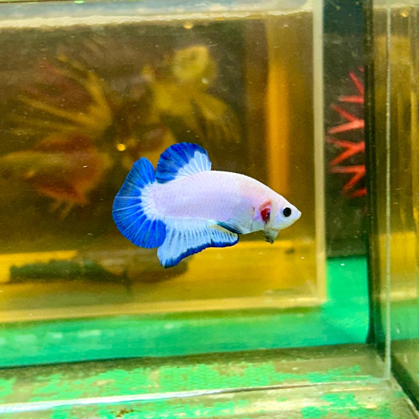 Blue Rim Plakat - Male betta 67