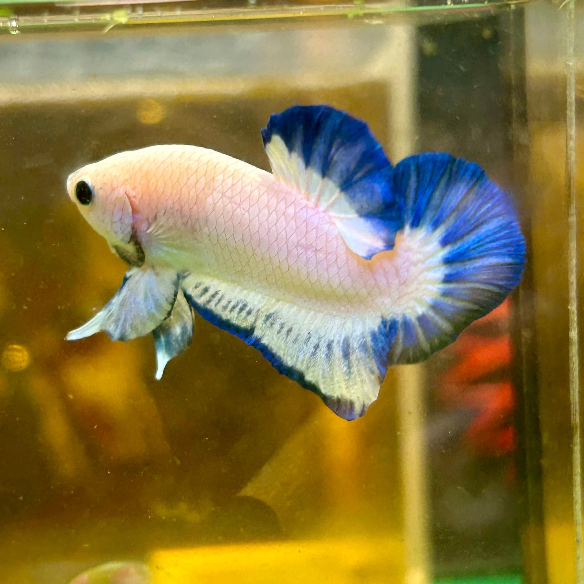 Blue Rim Plakat - Male betta 67