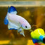 Blue Rim Plakat - Male betta 67