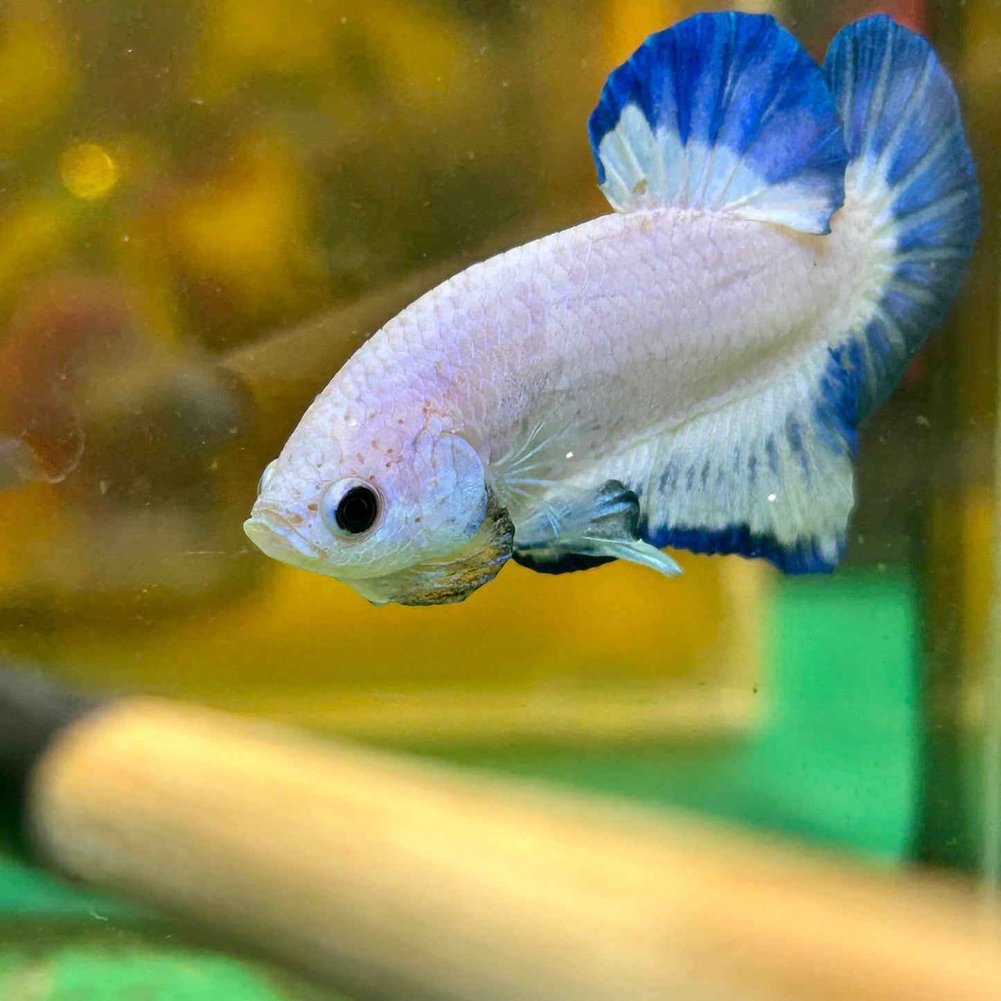 Blue Rim Plakat - Male betta 67