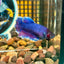 Blue Rosetail Halfmoon - Female Betta 063