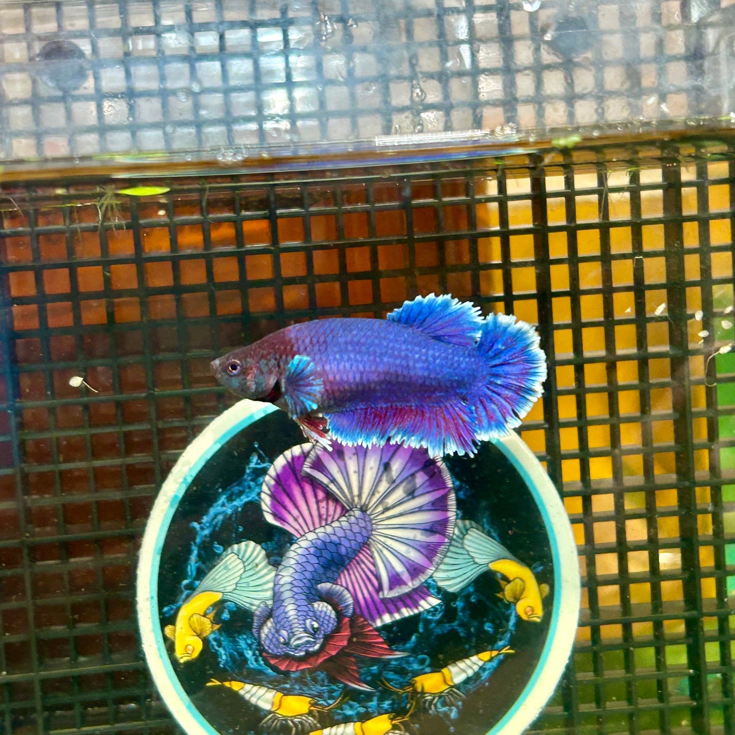 Blue Rosetail Halfmoon - Female Betta 063