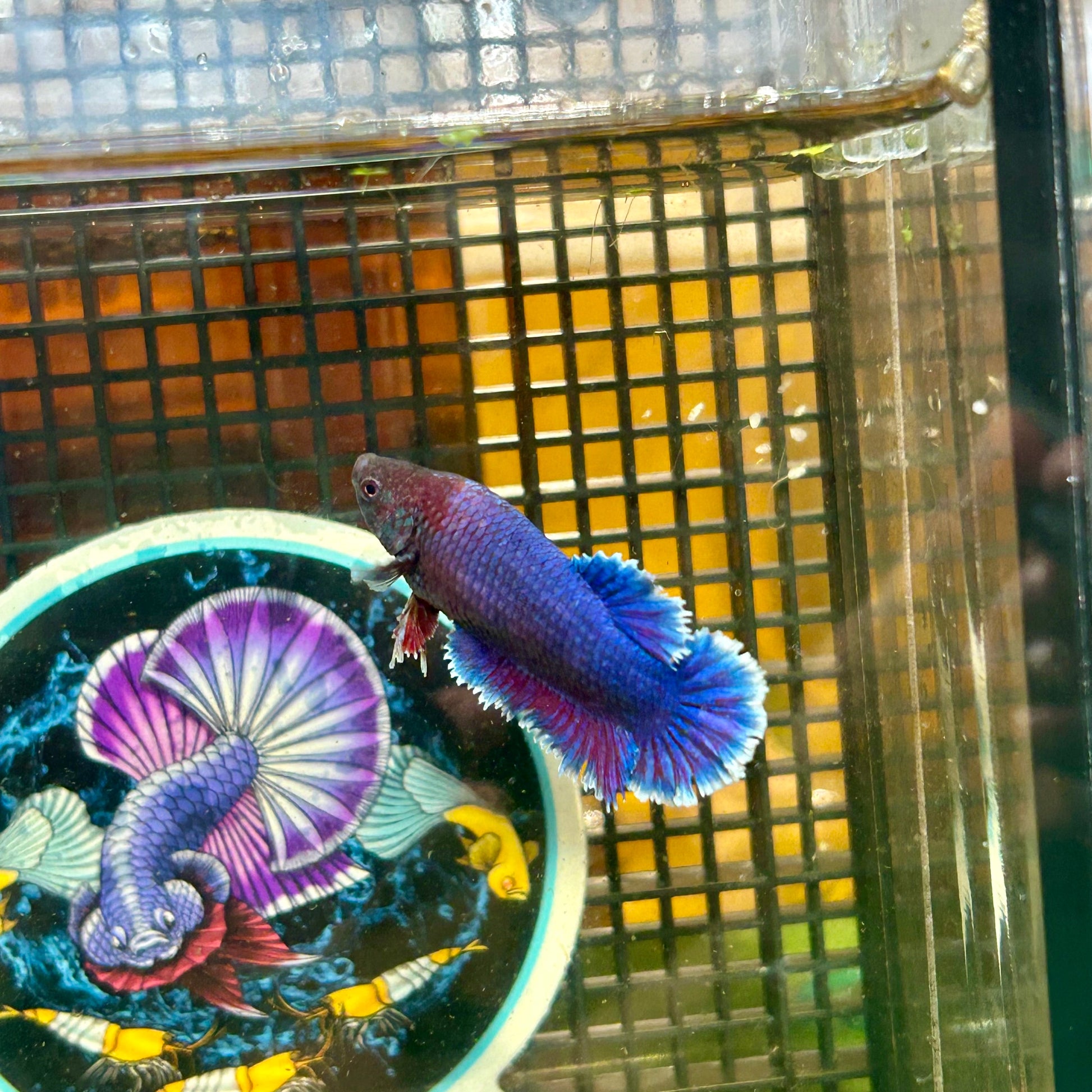 Blue Rosetail Halfmoon - Female Betta 063