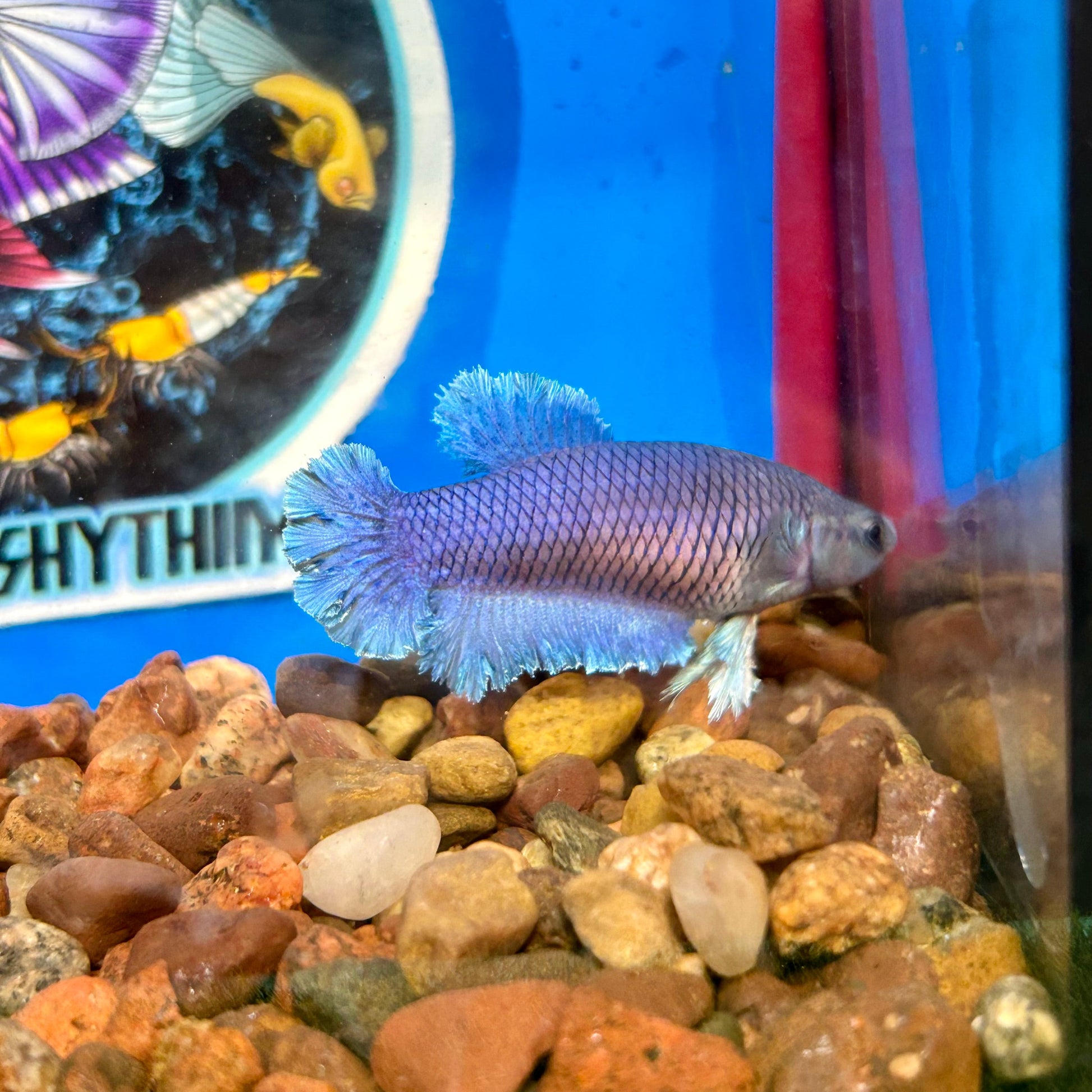 Blue Rosetail Plakat - Female Betta 038