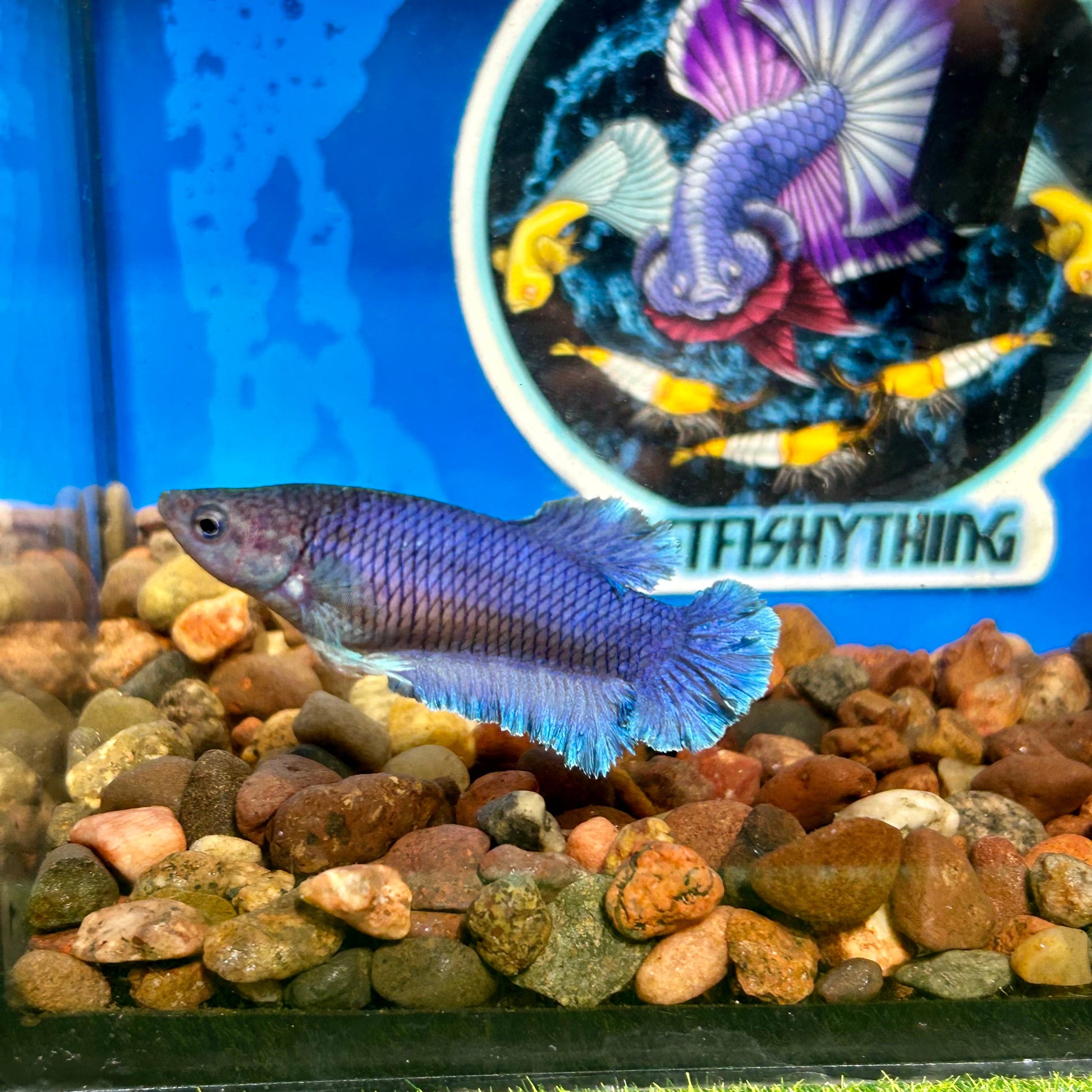 Blue Rosetail Plakat - Female Betta 038