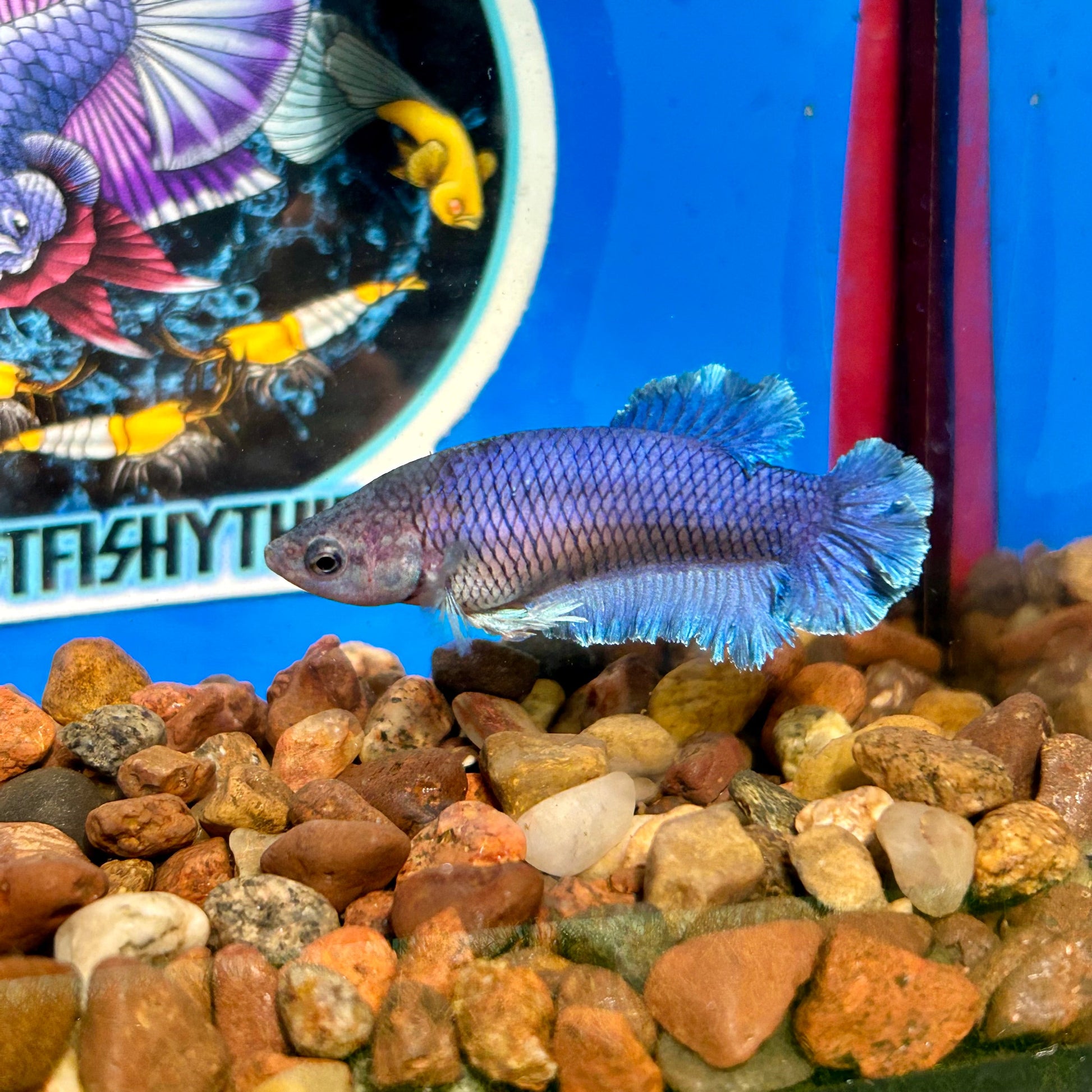 Blue Rosetail Plakat - Female Betta 038