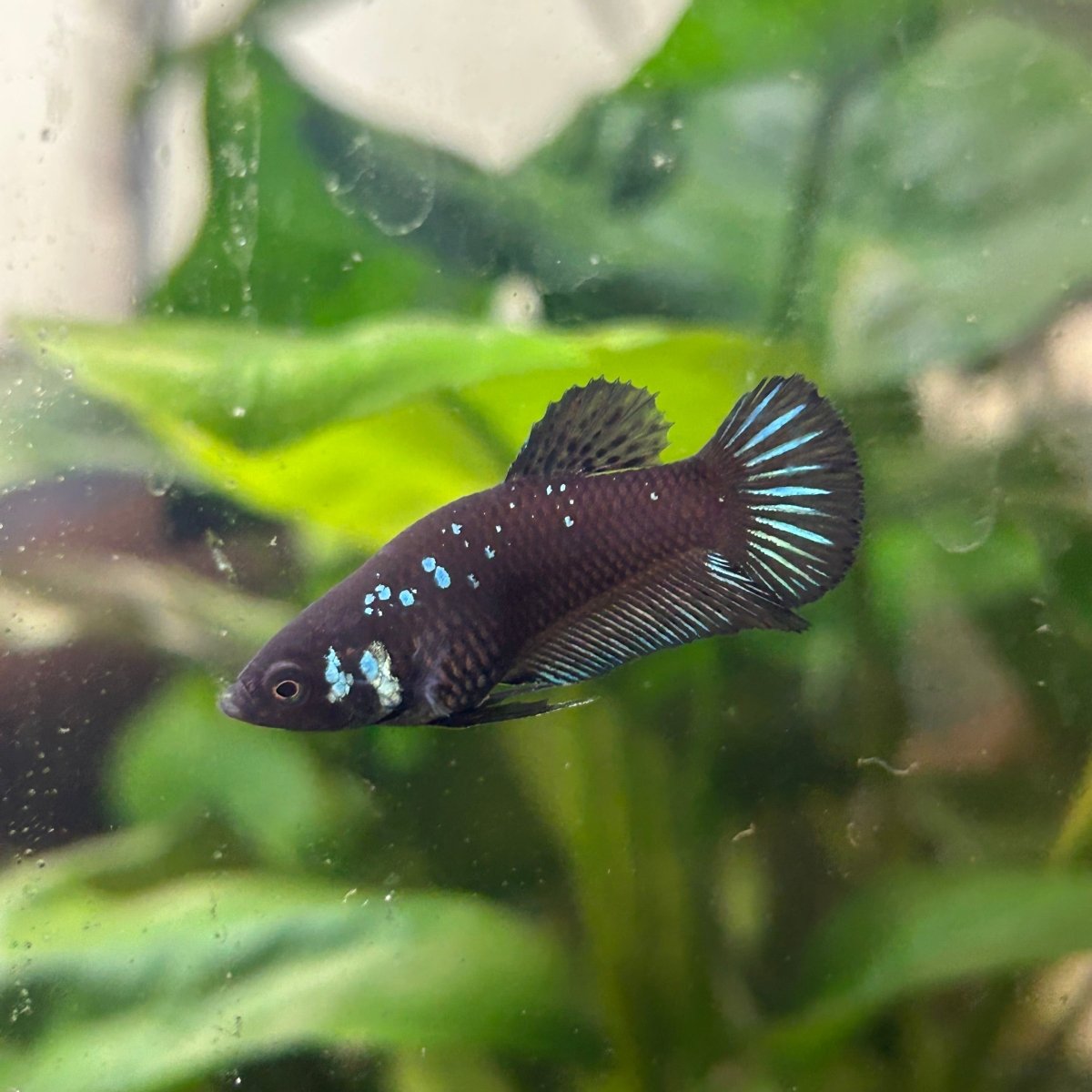 Blue Samurai Plakat - Female Betta