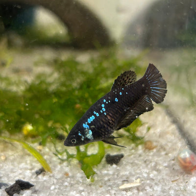 Blue Samurai Plakat - Female Betta