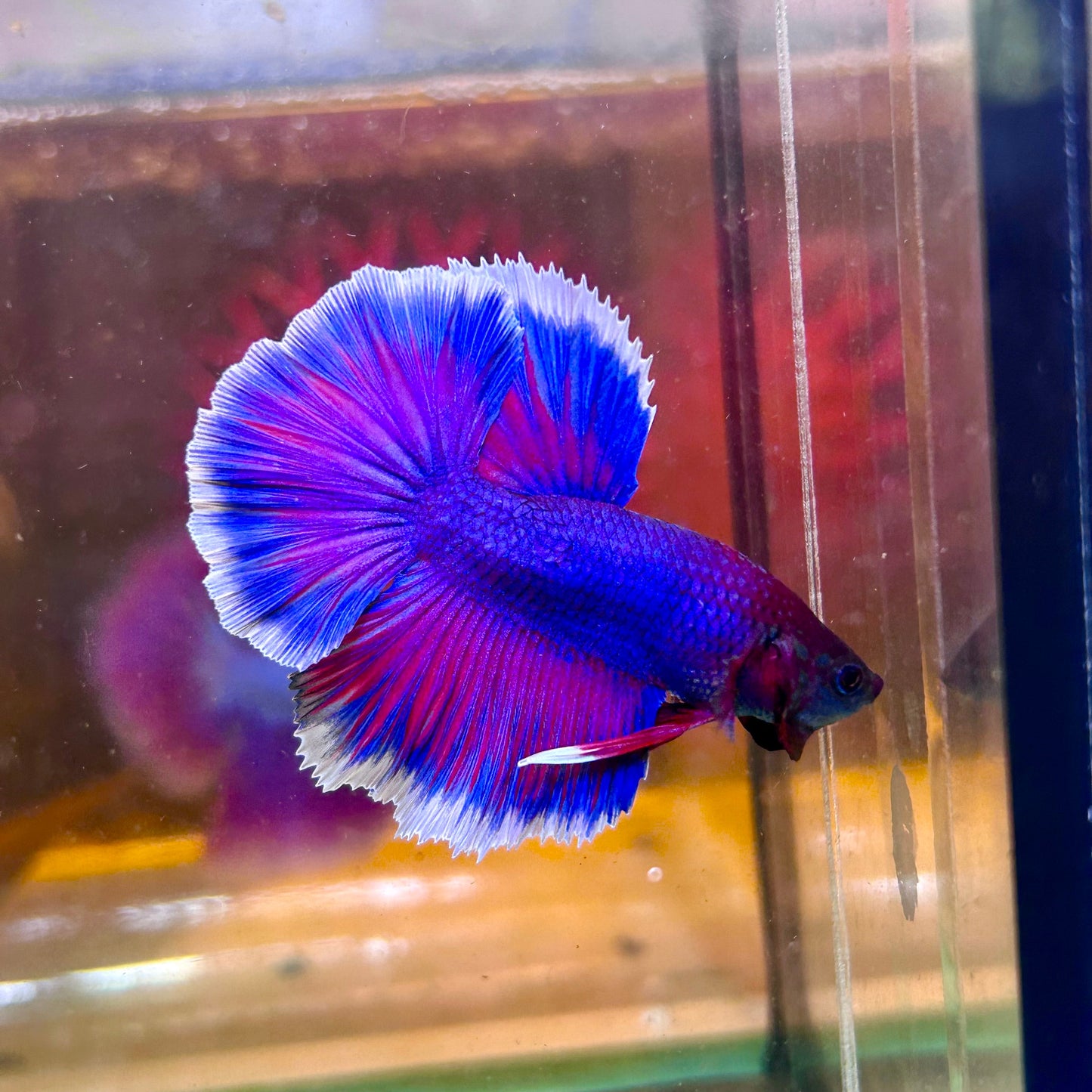 Blue Sunset Halfmoon - Male Betta 005 - Breeder Grade