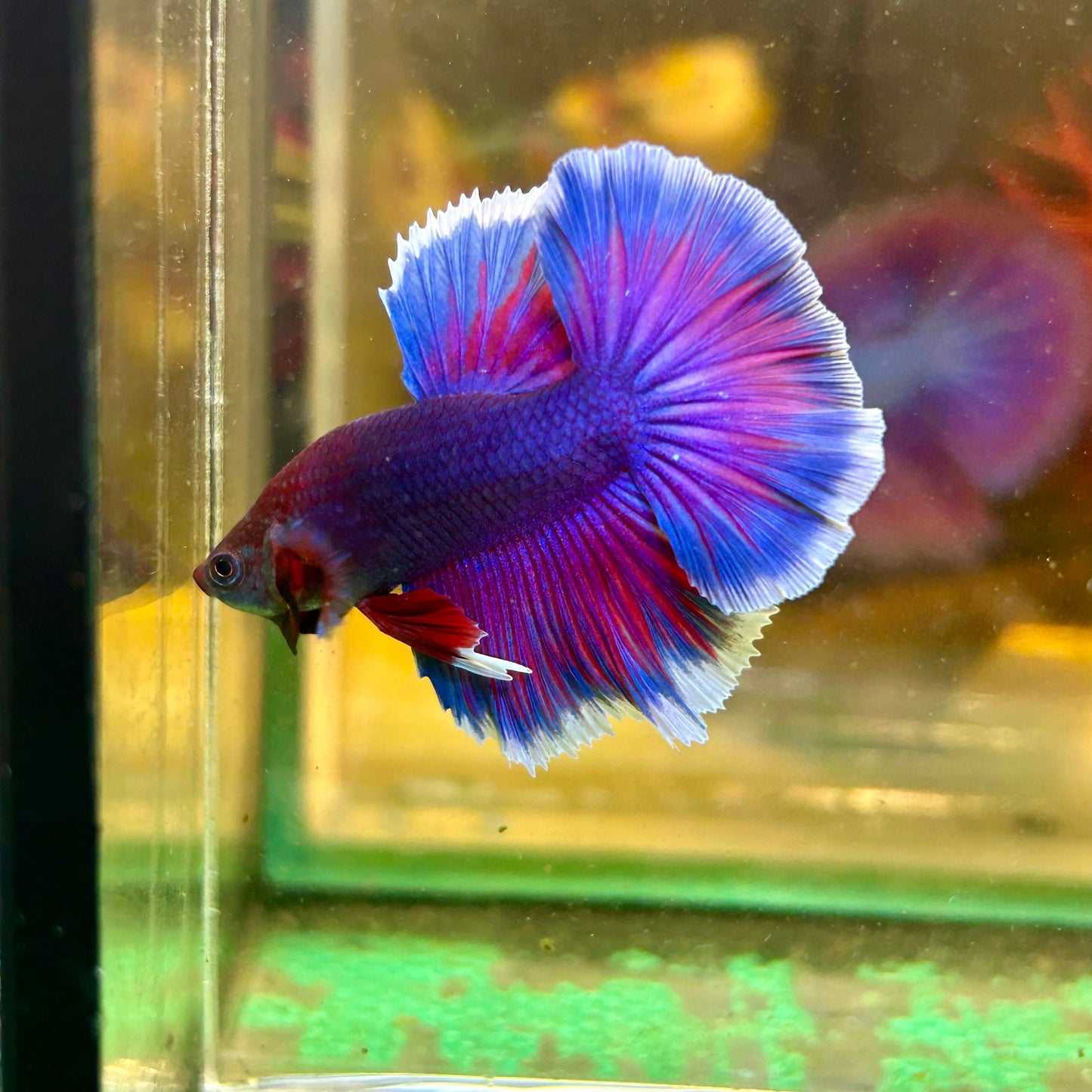 Blue Sunset Halfmoon - Male Betta 005 - Breeder Grade