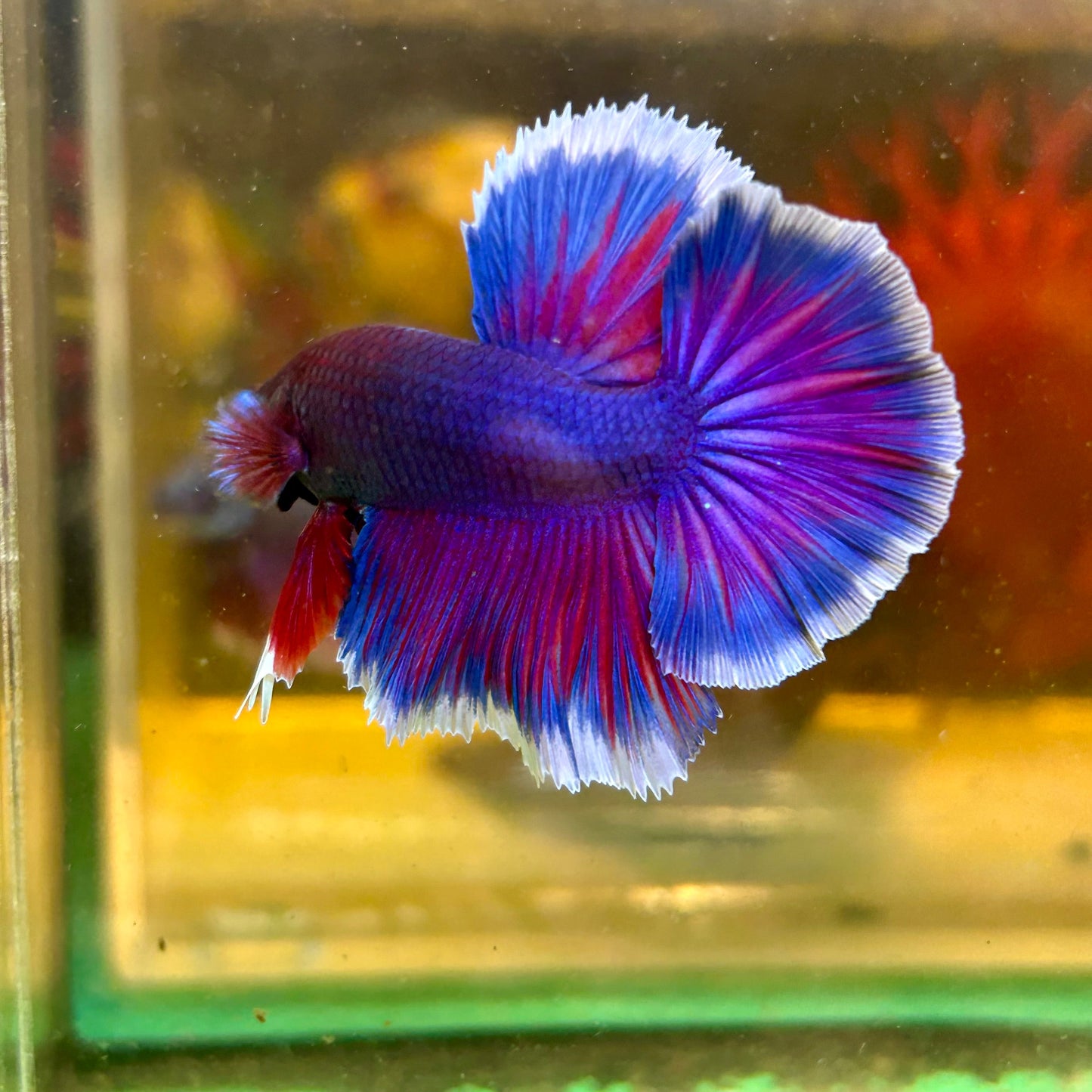 Blue Sunset Halfmoon - Male Betta 005 - Breeder Grade