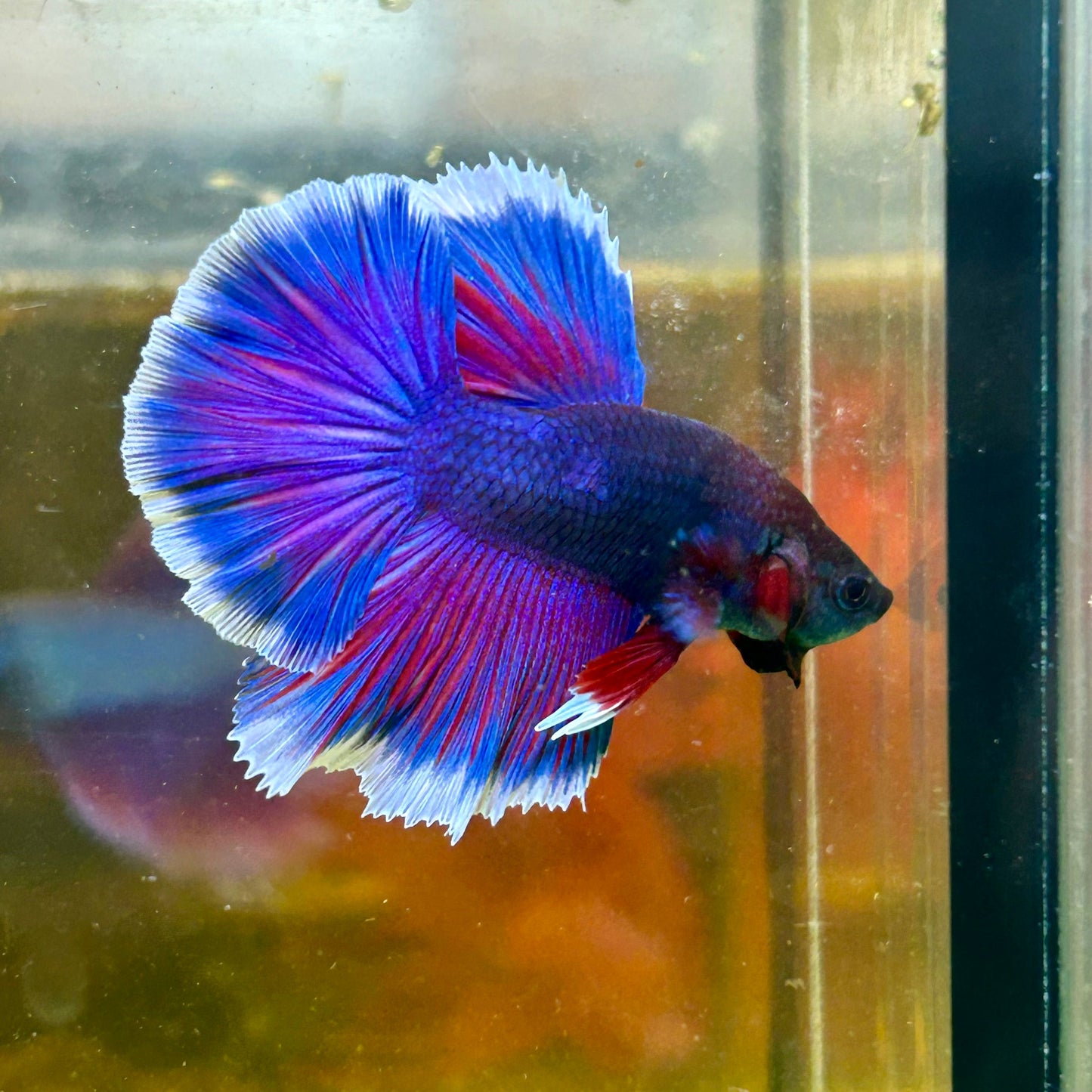 Blue Sunset Halfmoon - Male Betta 005 - Breeder Grade