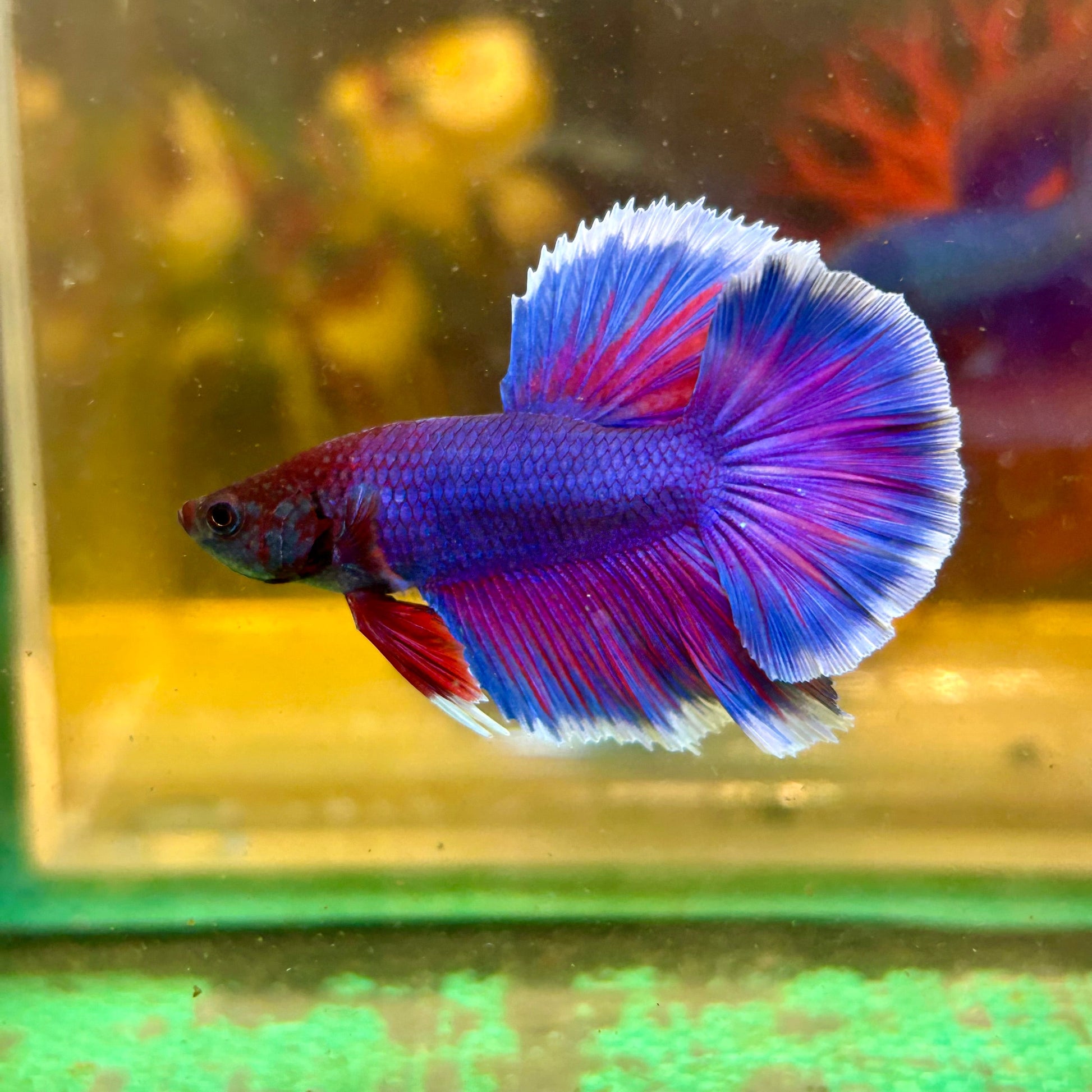 Blue Sunset Halfmoon - Male Betta 005 - Breeder Grade