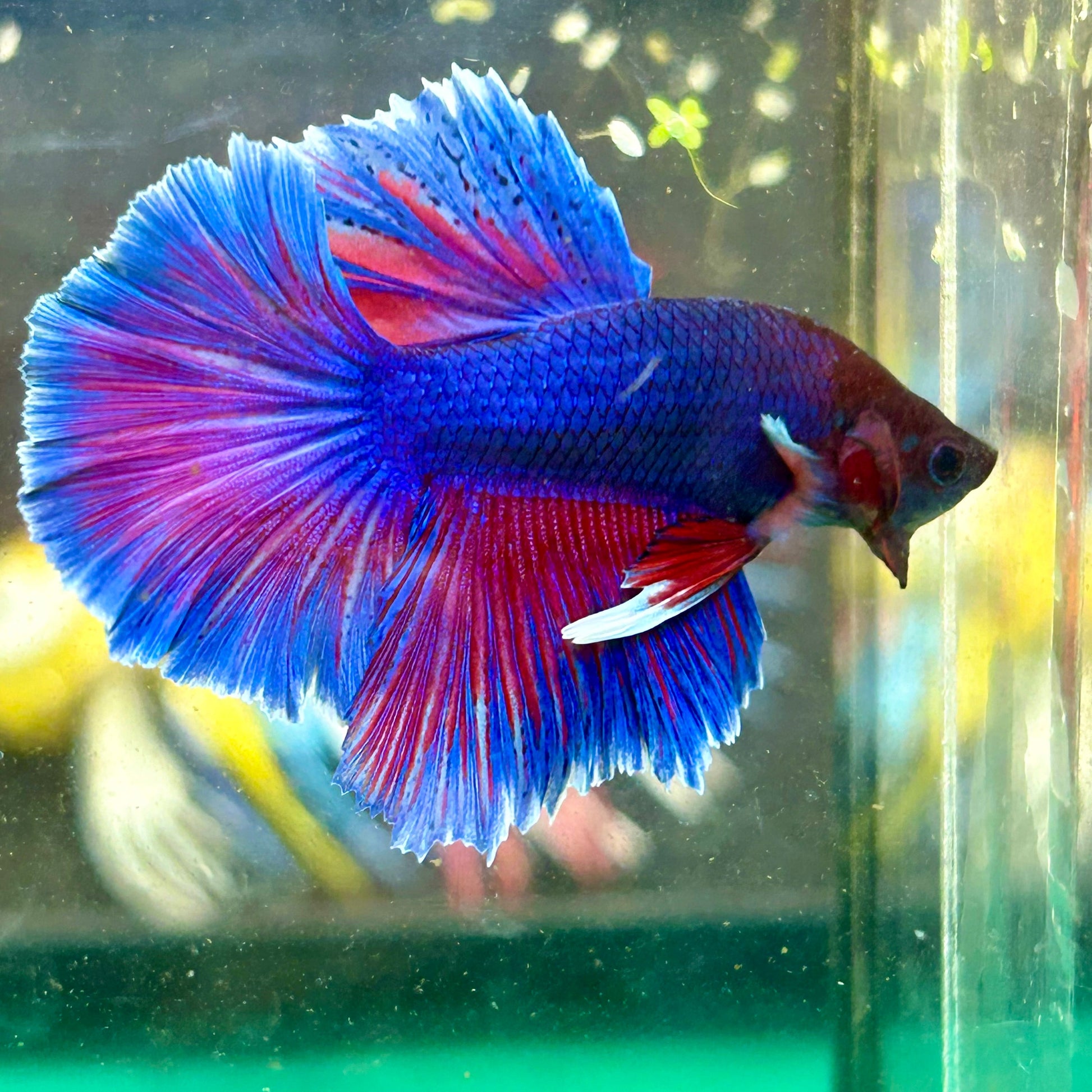 Blue Sunset Halfmoon - Male Betta 20