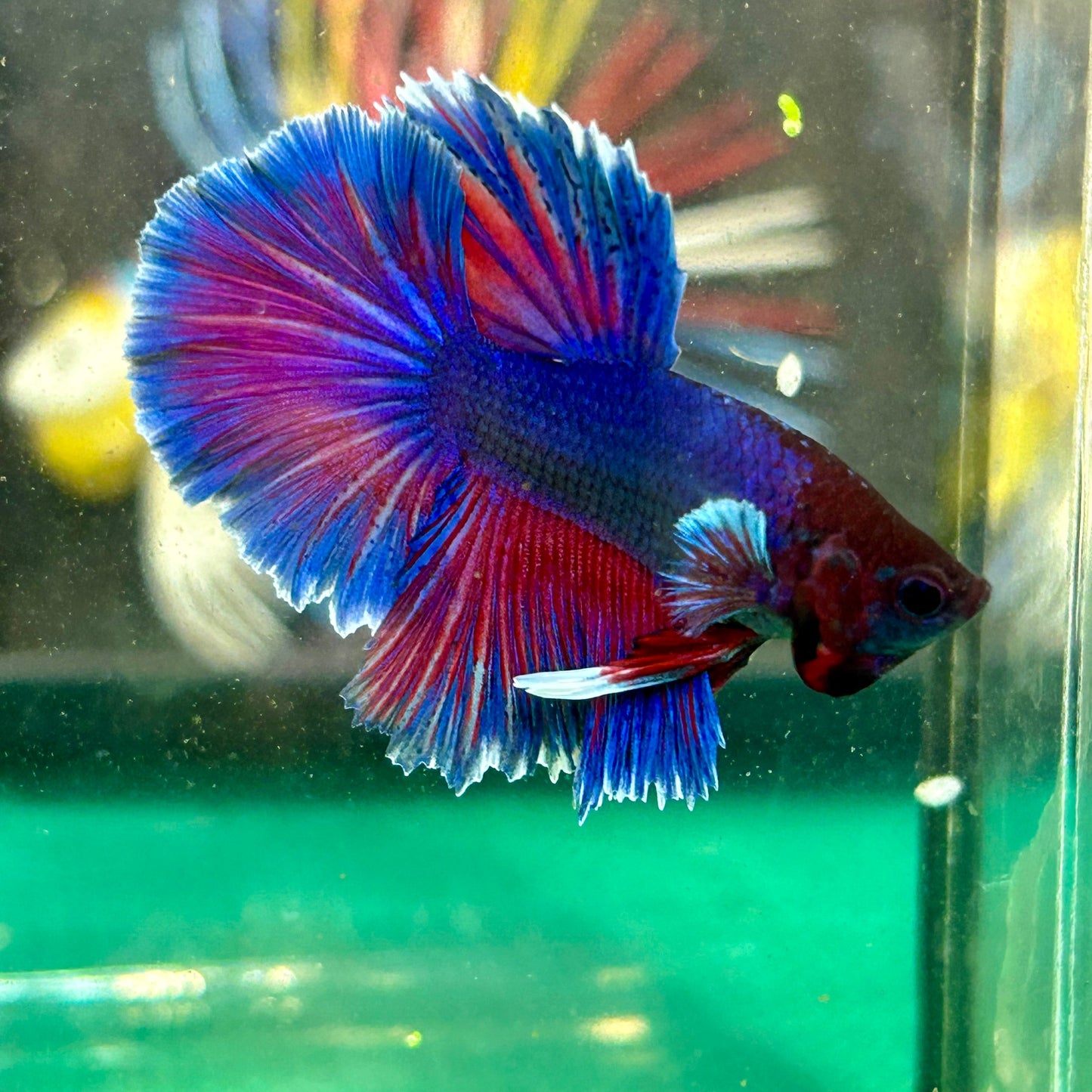 Blue Sunset Halfmoon - Male Betta 20