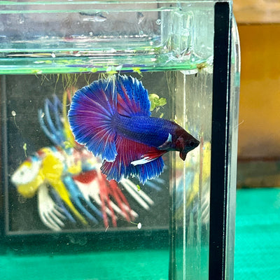 Blue Sunset Halfmoon - Male Betta 20