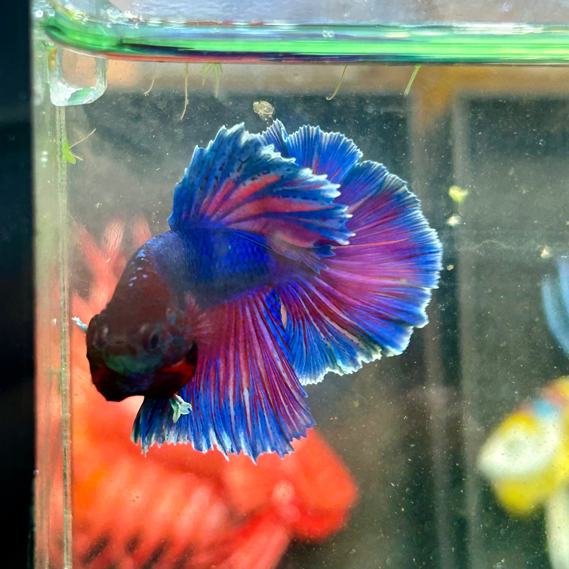 Blue Sunset Halfmoon - Male Betta 20