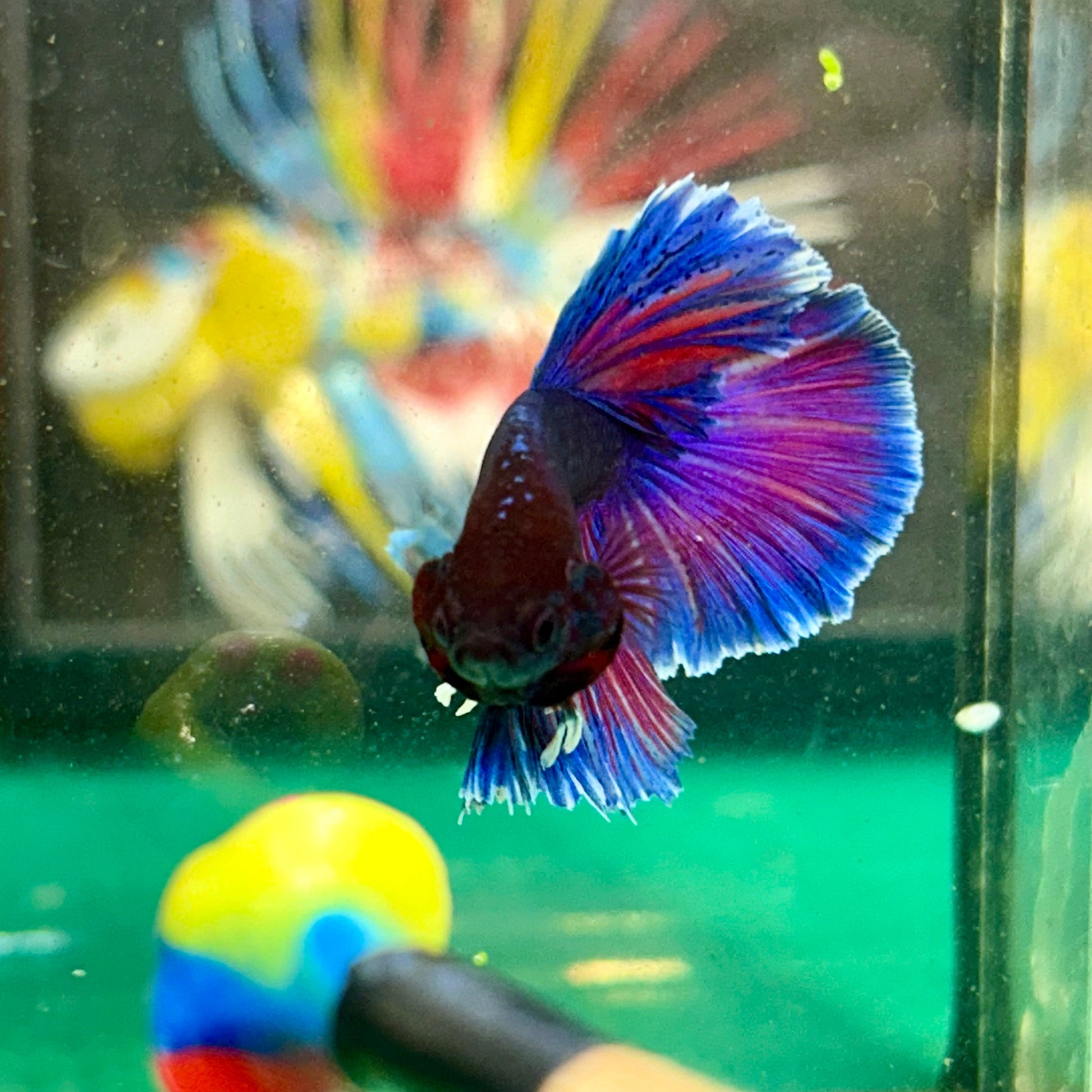 Blue Sunset Halfmoon - Male Betta 20