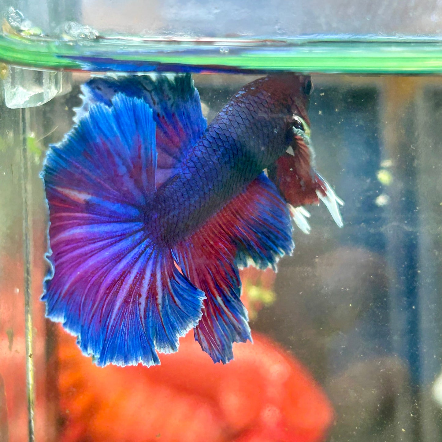 Blue Sunset Halfmoon - Male Betta 20