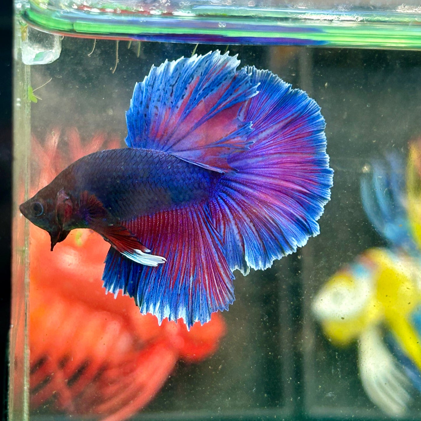 Blue Sunset Halfmoon - Male Betta 20