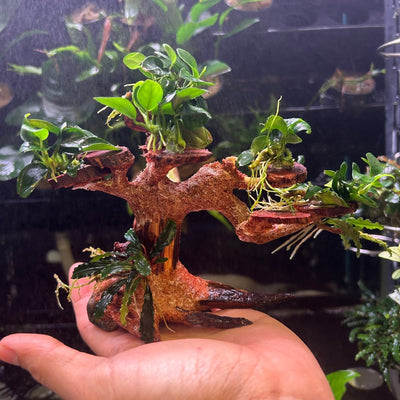 Bonsai Wood with Anubias Nana Petite & Bucep