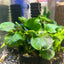 Broad Leaf Anubias