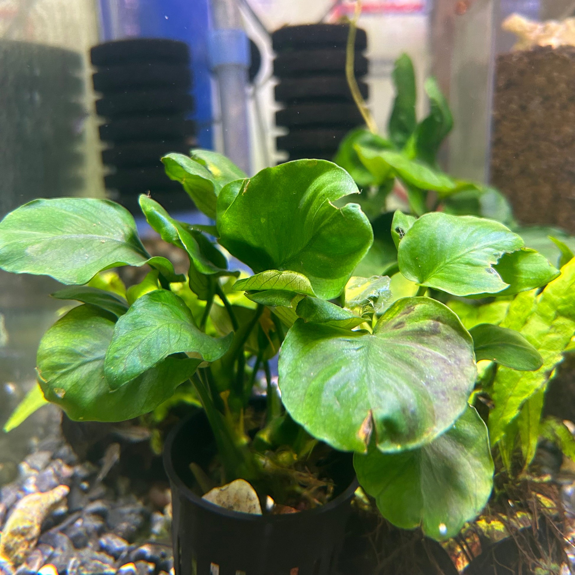 Broad Leaf Anubias