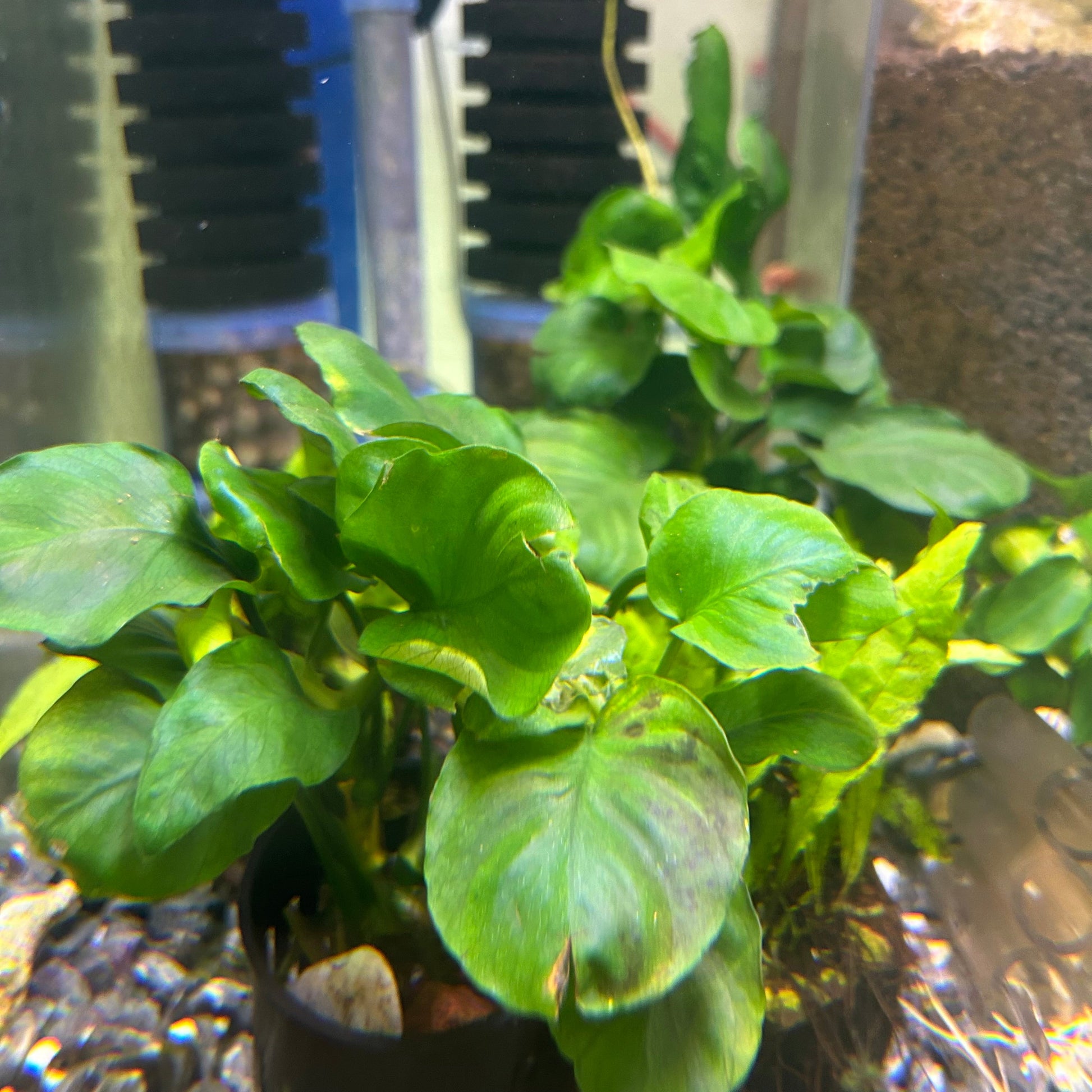 Broad Leaf Anubias