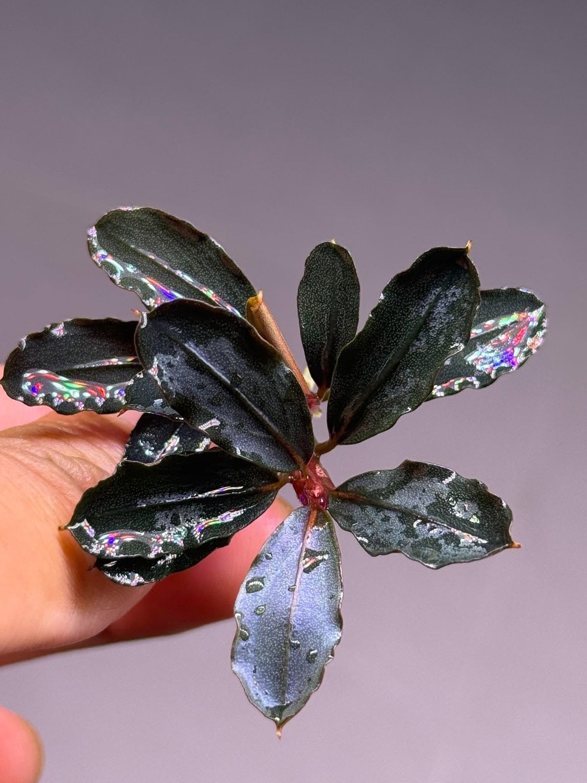 Bucephalandra 2015 Ghost