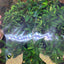 Bucephalandra
