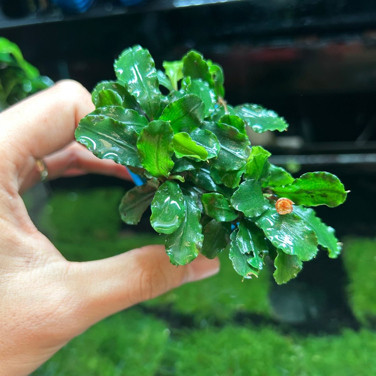 Bucephalandra Aurora - Pot
