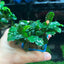 Bucephalandra Aurora - Pot