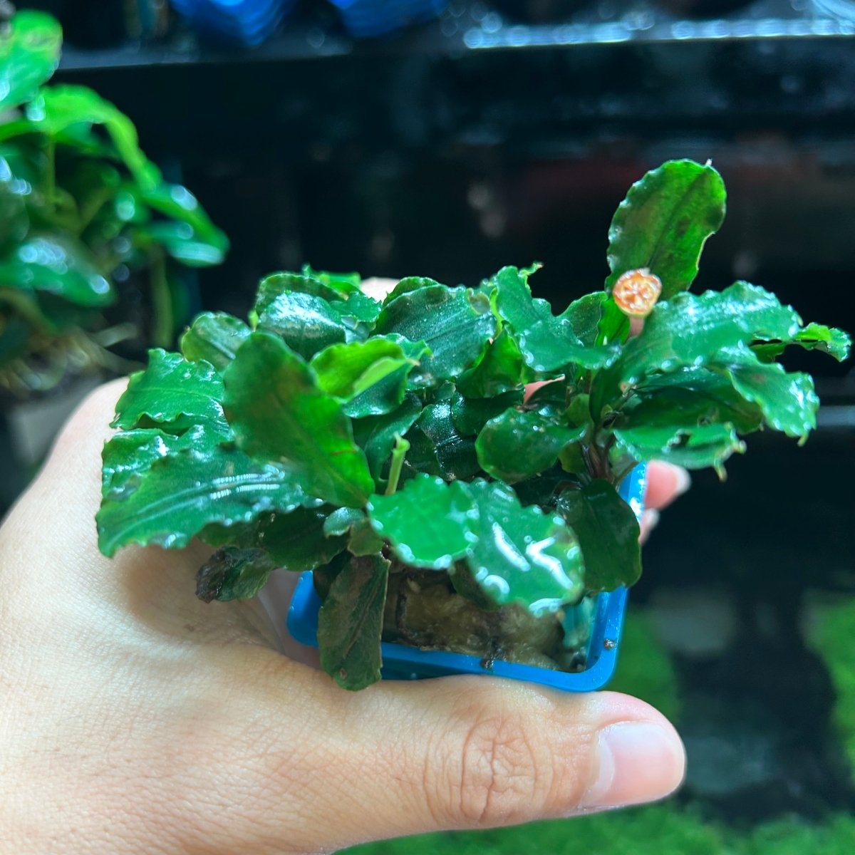 Bucephalandra Aurora - Pot