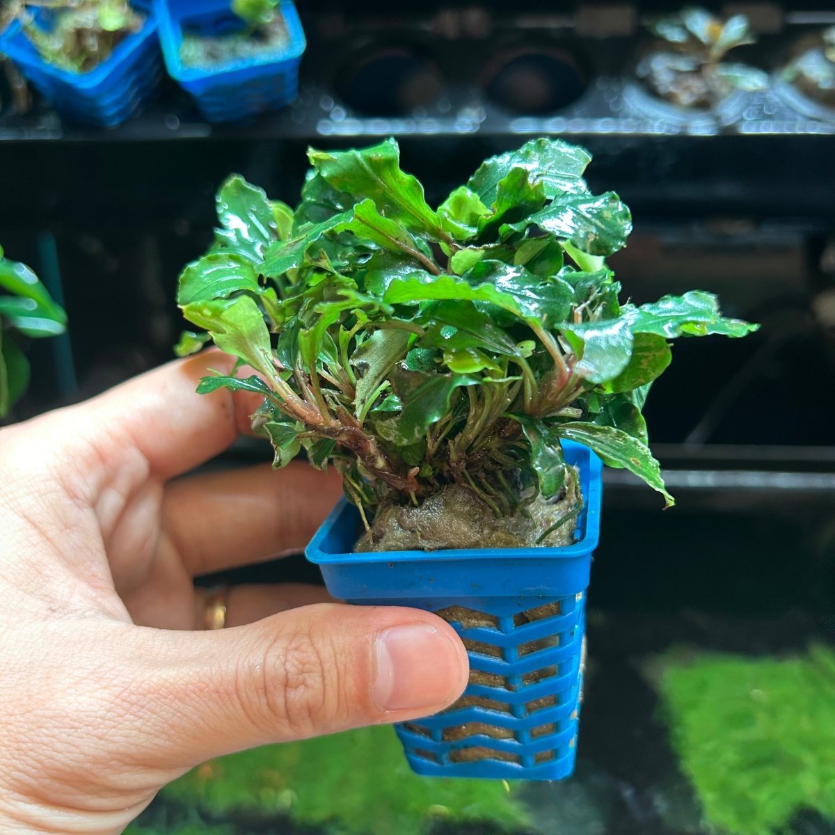 Bucephalandra Aurora - Pot