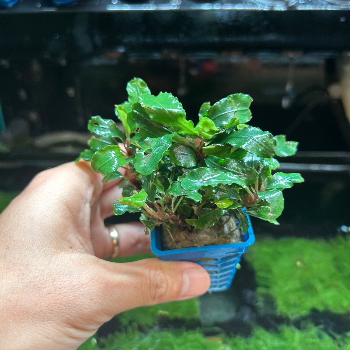 Bucephalandra Aurora - Pot
