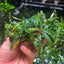 Bucephalandra Catherinae Green - Big clumps